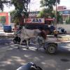 Cow Pulls Cart in Bangalore