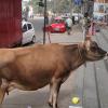 Cow Waiting for Food at Bangalore