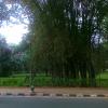 Bamboo trees inside Cubbon park in Bangalore