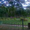Greenery inside Cubbon Park Bangalore