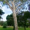 Australian Eucapeliptus Tree at Lal Bagh Bangalore