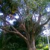 Beautiful grafted tree inside Lalbagh
