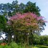 Colorful trees inside Lal Bagh Bangalore