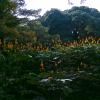 Beautiful Flower plantation in Lalbagh Bangalore