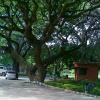 Horn shaped trees in Lal Bagh Bangalore