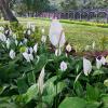 Beautiful flowers in Lal Bagh Bangalore