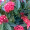 Beautiful red flowers in garden of Tipu's Palace