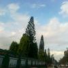 Beautiful view of trees inside Vidhan Soudha Campus