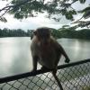 Monkey Silhouette in Bangalore Park