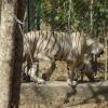 White Tiger in Bangalore Zoo