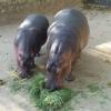 Hippos at Bangalore Zoo