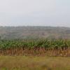 Banana Plantation Near Baramati