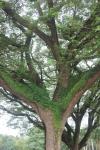 Beautiful Tree in Goa
