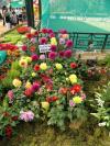 Dehlia Flowers - Bangalore Flower Show