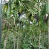 Betel Palm Tree at Coorg