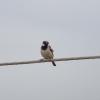 Common Sparrow sitting on a wire in Bhind