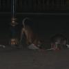street dogs in Bhopal