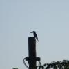 Pole Kingfisher