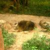 Lion and lionesses taking rest in the sand