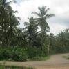 Village road in Boothapandi