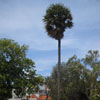 A view of palm tree at Muttukadu