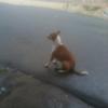 Dog - Taking Position at a road in Ambattur Industrial Estate