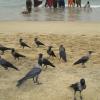 Beach Going Crows at the Besant Nagar Beach