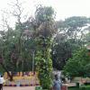 Nature View of Sivan Park K.K. Nagar, Chennai