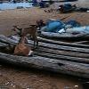 Goats and dogs at Kovalam Beach near Chennai