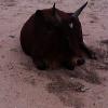 A bull on the Kovalam Beach near Chennai