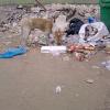 Dog searching for food in wastage area, Mambalam