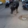 Buffalo enjoys walking at Bells Road, Chepauk