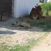 Cow and Dog Both Relaxing in the Street of Mangadu