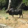 Bison in Vandalur Zoo