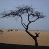 A tiny tree without leaves at Marina beach in Chennai
