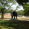 Elephant sculpture at Vandalur zoo near Chennai...