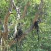 Lion-tailed monkeys in trees at Vandalur Zoo in Chennai