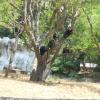 Vandalur Lion tailed monkeys in trees at Chennai...