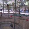 Cage for Peacock at Vandalur Zoo-Chennai...
