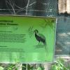 Brief details about Silver Pheasant in Vandalur Zoo..