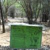 Brief details about Sarus Crane in Vandalur Zoo..Chennai