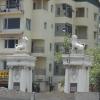 Lion Statues at Arihant Majestic towers... Chennai