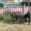 Buffalos in the Street of Mangadu, Chennai