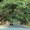 Share auto in lush green road, Chennai