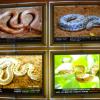 Snakes chart at Guindy Snakes park - Chennai...