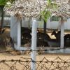 Spotted Deers in cage at Guindy Nationals Park - Chennai...