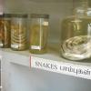 Snakes in Bottles at Guindy Snakes Park - Chennai...