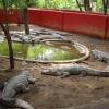 Crocodile farm in Guindy National Park - Chennai