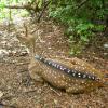 Chital deer at Guindy National Park in Chennai...