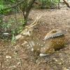 Axis deer at Guindy National Park - Chennai...